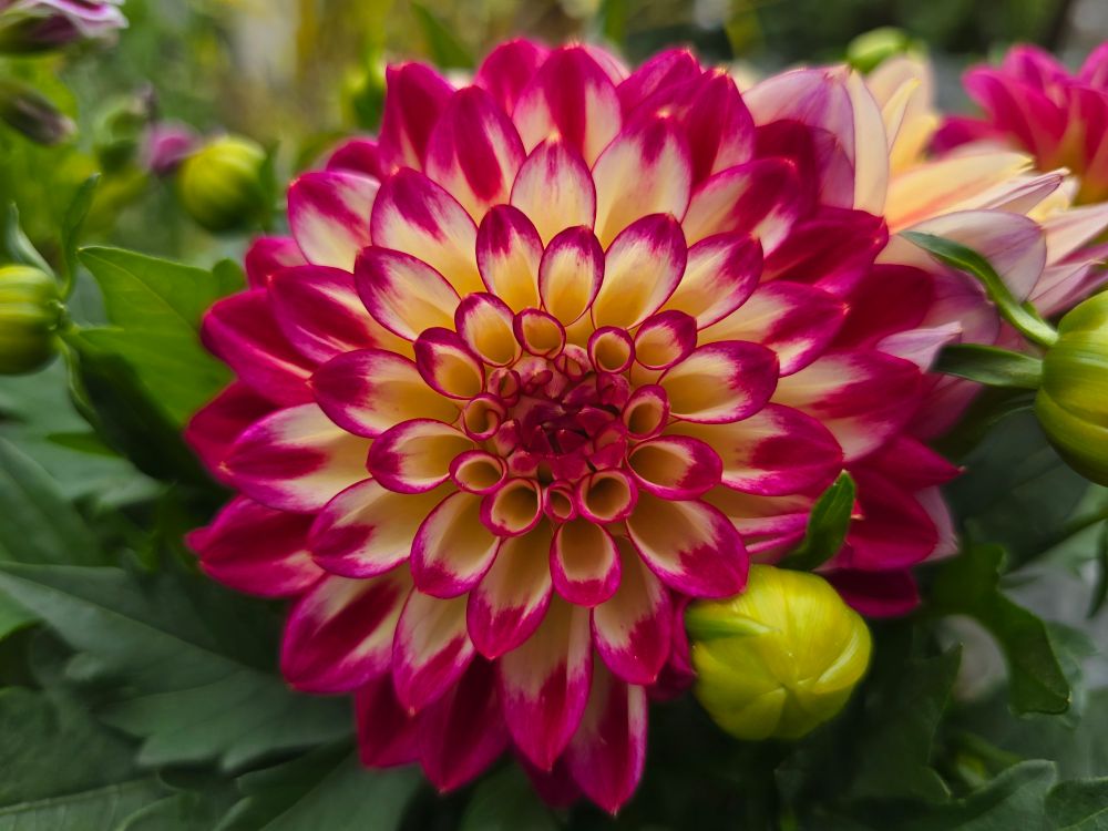 Pink and yellow dahlia bloom close up