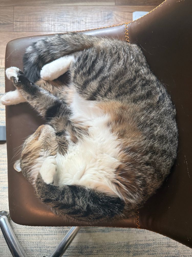 An American shorthair cat is curled up sleeping in a chair, white tummy up, head tucked in upside down.