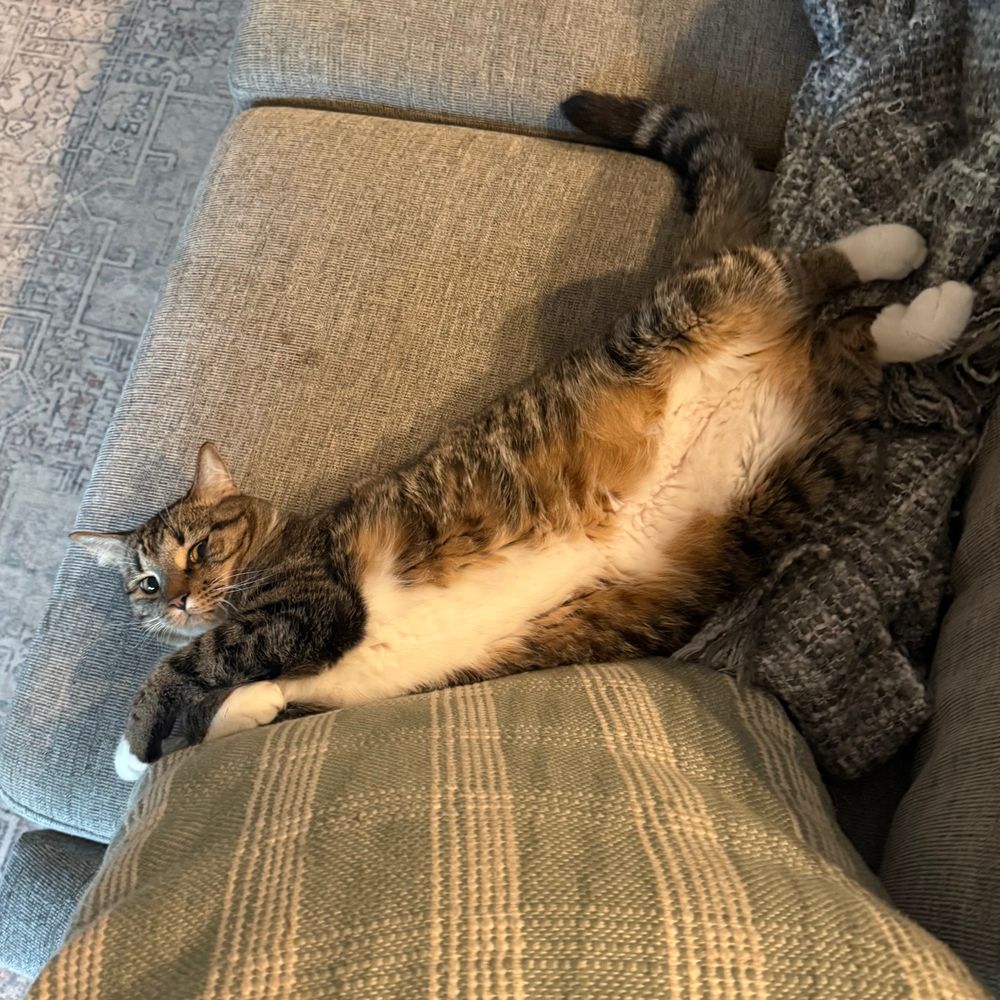 An American shorthair cat lies on a couch, white tummy up.