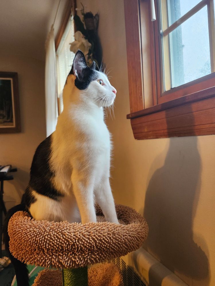 A black and white cat sits perched on a cat tree, staring out the window as sunlight filters in. He is a very good catte.