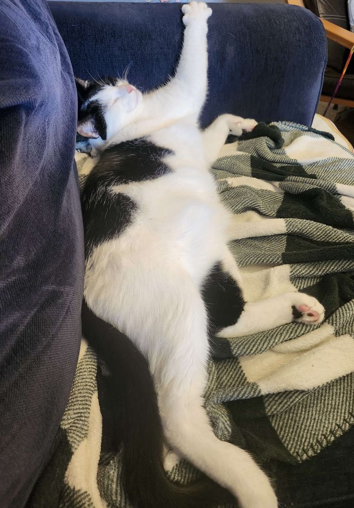 A black and white cat stretched out and snoozing.