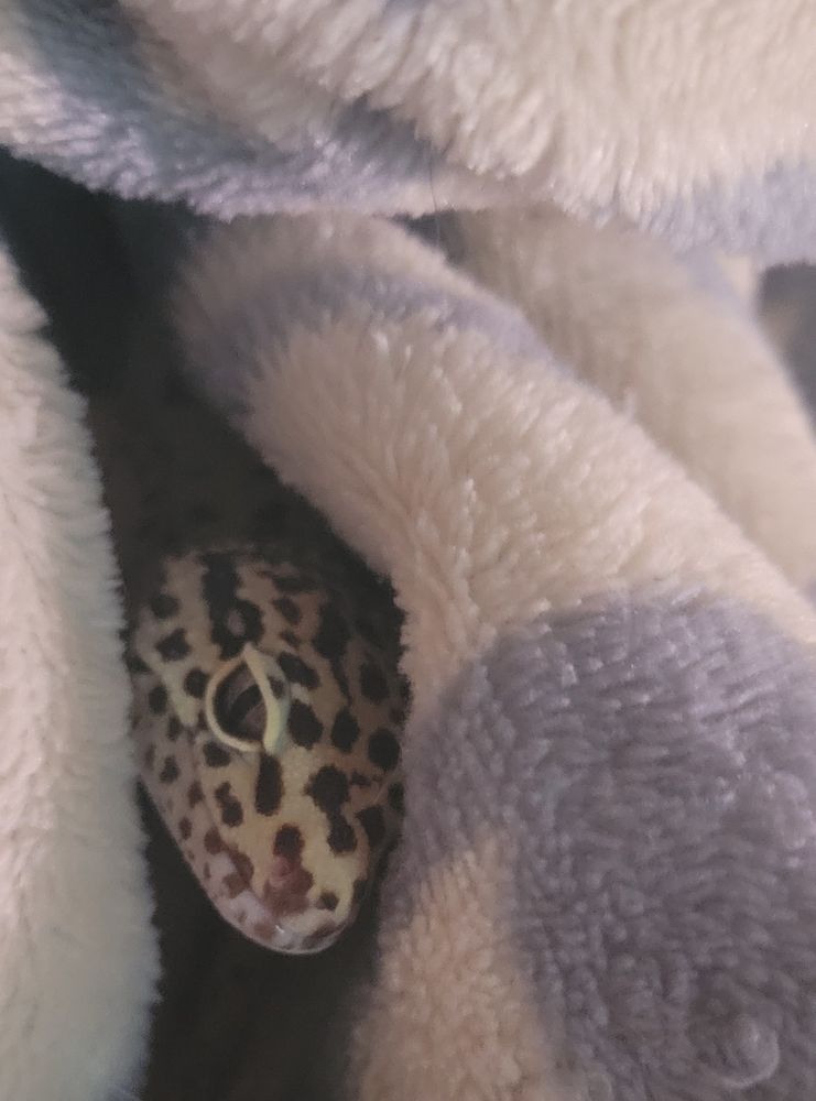 Photo of a gentlemanly older Leopard Gecko, sporting beige coloring with brown spots, peering out from his blue and white soft blanket fort.