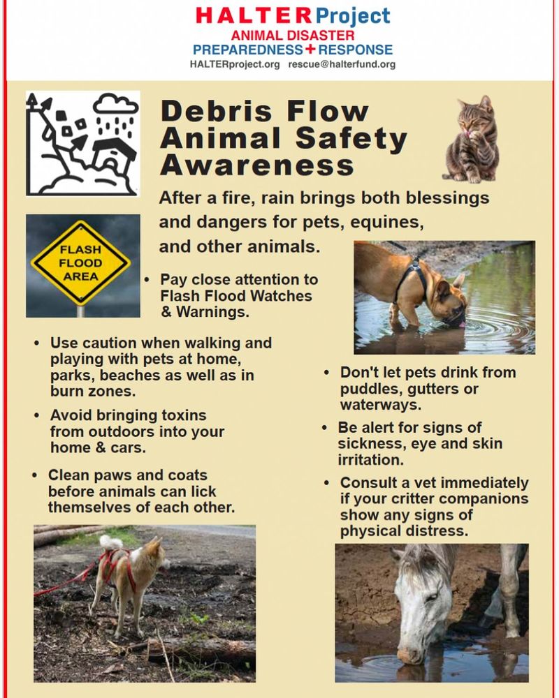 
FLASH FLOOD AREA
HALTER Project
ANIMAL DISASTER
PREPAREDNESS + RESPONSE HALTERproject.org rescue@halterfund.org

Debris Flow Animal Safety Awareness
After a fire, rain brings both blessings and dangers for pets, equines,
and other animals.

Pay close attention to Flash Flood Watches & Warnings.

• Use caution when walking and playing with pets at home, parks, beaches as well as in burn zones.
• Avoid bringing toxins from outdoors into your home & cars.
• Clean paws and coats
before animals can lick themselves of each other.
• Don't let pets drink from puddles, gutters or waterways.
• Be alert for signs of sickness, eye and skin irritation.
• Consult a vet immediately if your critter companions show any signs of physical distress.

Flyer is a yellow background with the above text. There are pictures of a dog and a horse drinking from muddy water; a picture of a yellow "flash flood  area" sign; and a picture of a dog in what appears to be an area previously flooded.