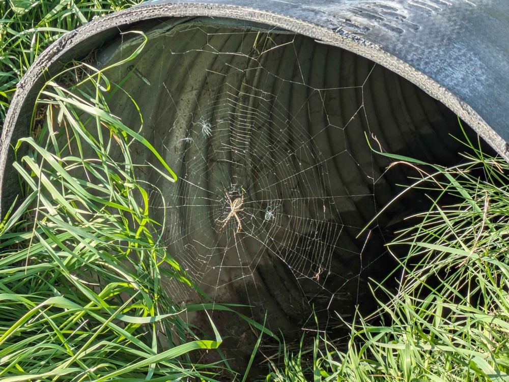 A metal culvert, surrounded by tall green grass. A medium sized brown spider, with black bands around its legs and perhaps 1½ inches across, is sitting in the middle of a beautiful web spanning the mouth of the culvert