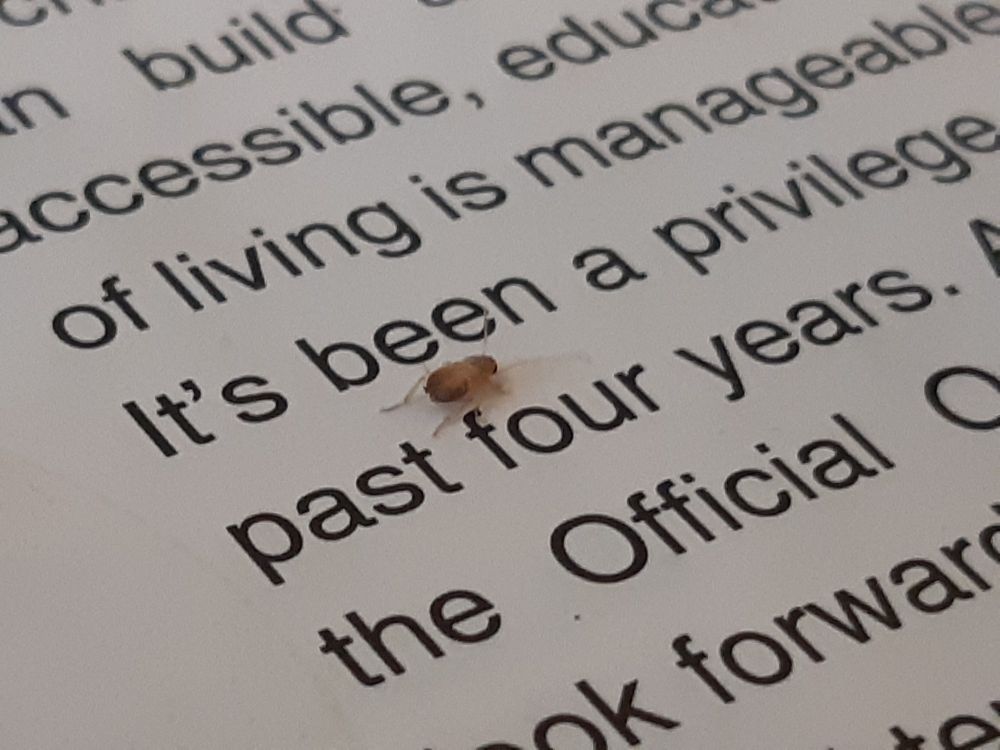 A small brown insect, as small as a line of printed text, crawls across a page, facing slightly away from the camera