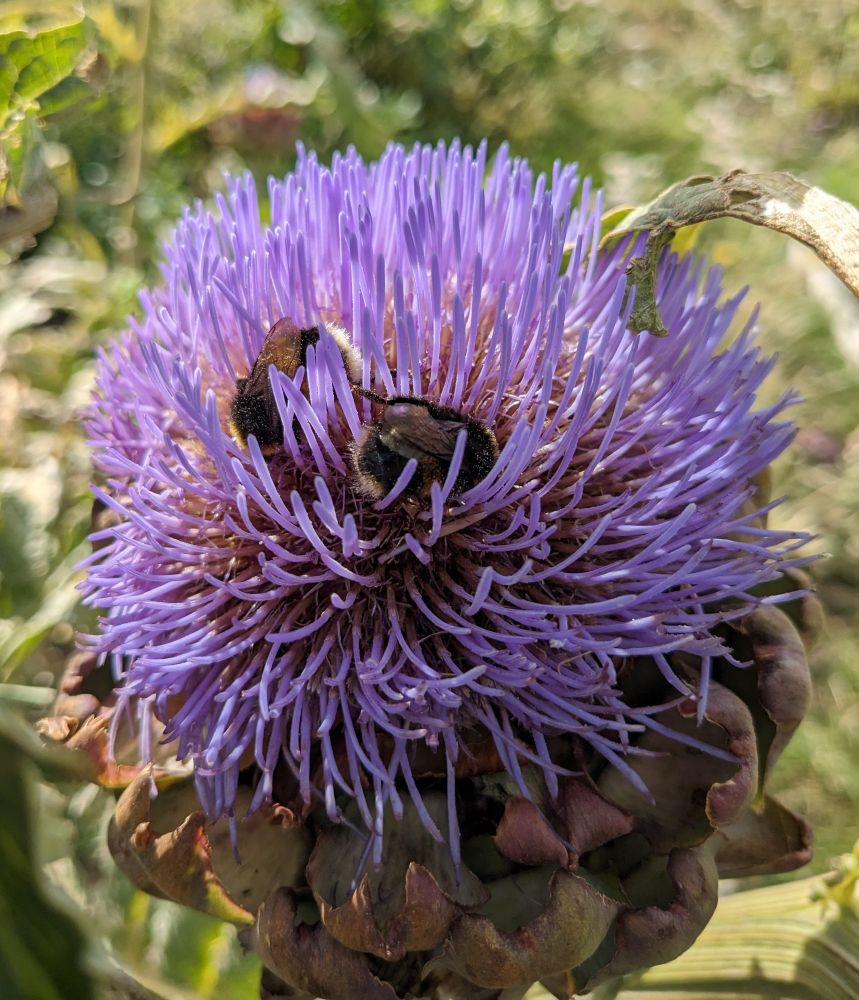 Two bumblebees in an artichoke flower - looks like a giant thistle
