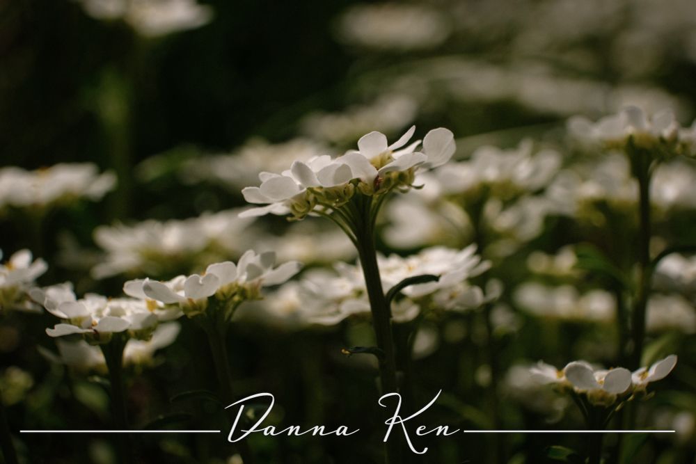Close up of white flower rising up a little bit taller than the rest. 