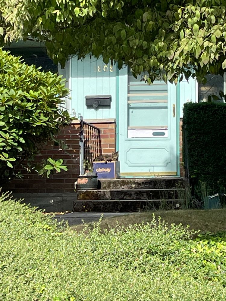 On the front cement steps of a brick house with a turquoise green door, a gray striped cat is lounging on top of a navy blue cardboard box that is labeled with the Chewy company logo
