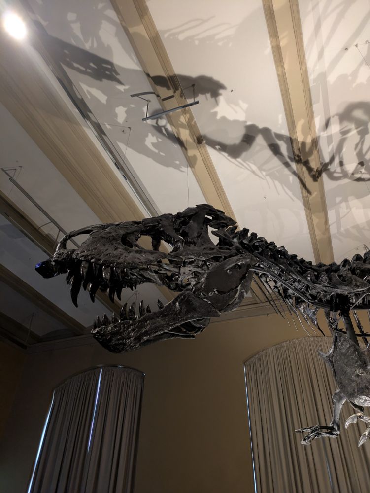 a T Rex skeleton (maybe replica) in a museum casting an ominous shadow of its huge skull on the ceiling. 