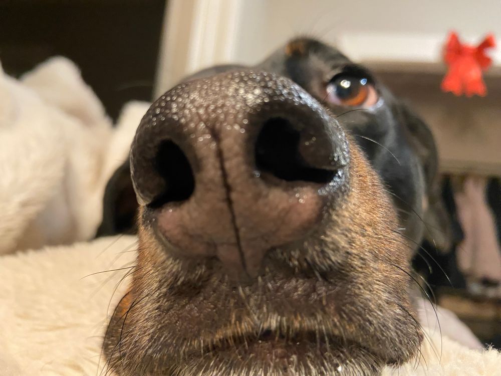 a picture of a dog. her nose is at the forefront of the picture. her nose is black with a hint of pink and her fur is brown and black, with grey mixed in at the chin. her eyes, out of focus in the background, are brown. 