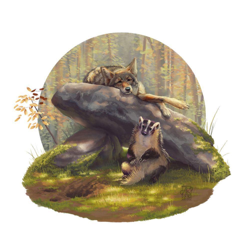 Colorful illustration of a coyote and an American Badger. The coyote is sleeping on top of a rock, under some soft light shimmering through the tree cover of the forest setting. On the ground in front of it is a badger sitting upright next to a freshly dug hole in the ground. 