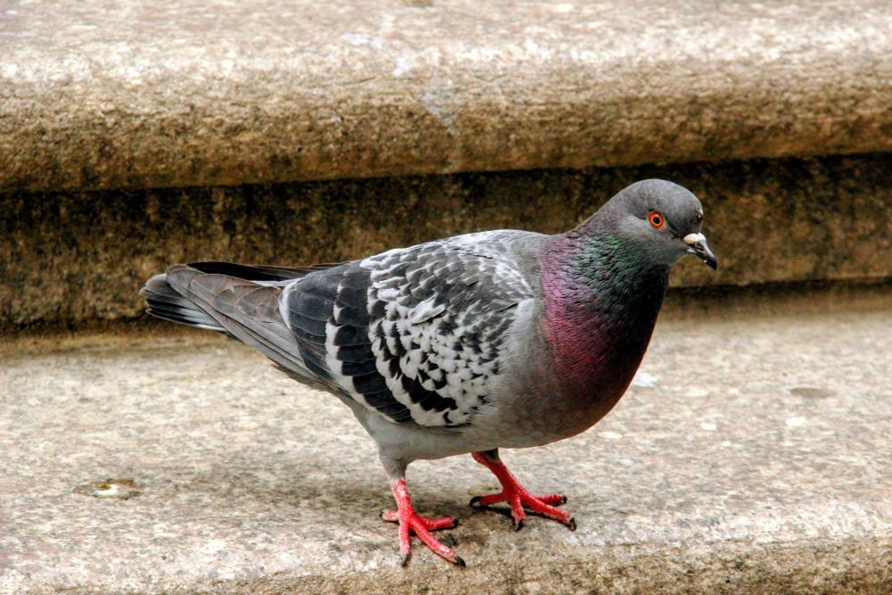 A curious pigeon in NYC poses on granite steps. Its neck an ombre of green and purple, its flanks distinctly striped and mottled in grey and black, its eyes a bright red-orange. 