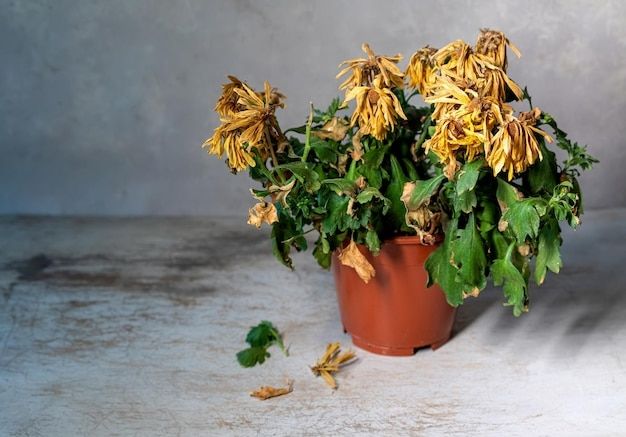 Vertrocknete Blume in einem Topf. 