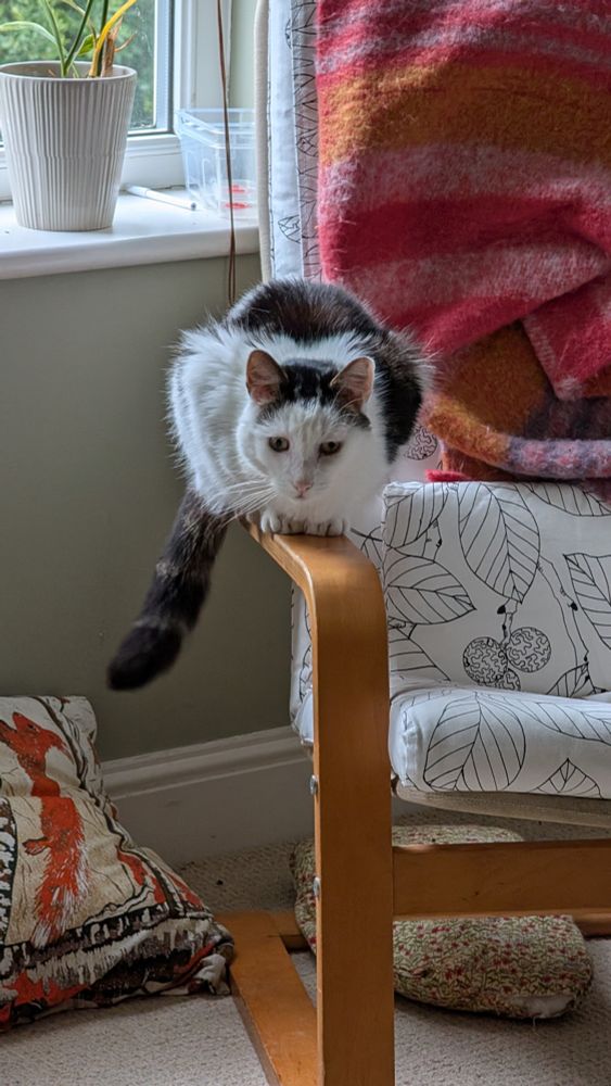 A black and white cat on a chair arm
