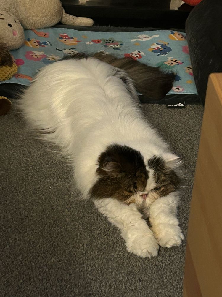 Moosh Monster stretched out on the floor having a Cuteness Nap.