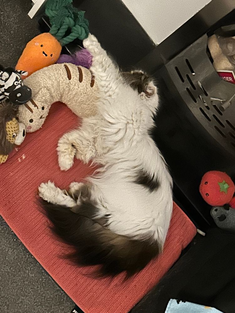 Moosh Monster taking a sprawling kitty nap.