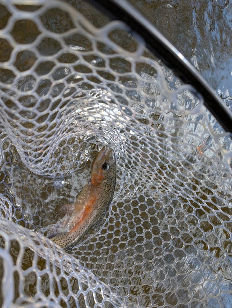 Rainbow trout in a net