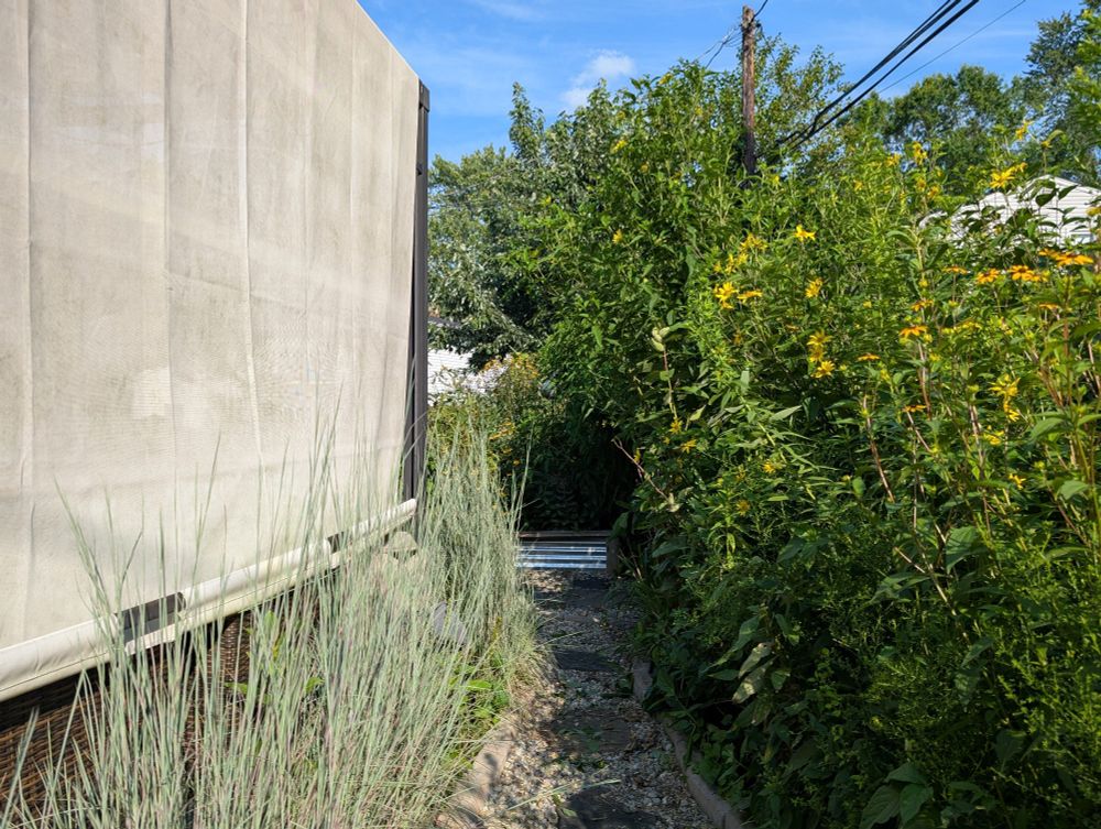Back of back yard wall of false sunflowers