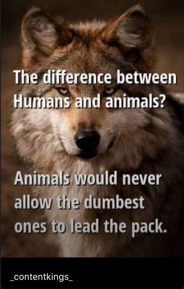Difference between animals and humans 
