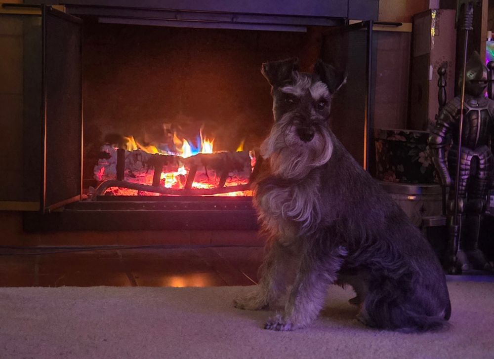 A miniature schnauzer named Cosmo Bombadil poses in front of a lovely fire. 