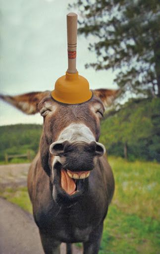 A donkey with a plunger on its head