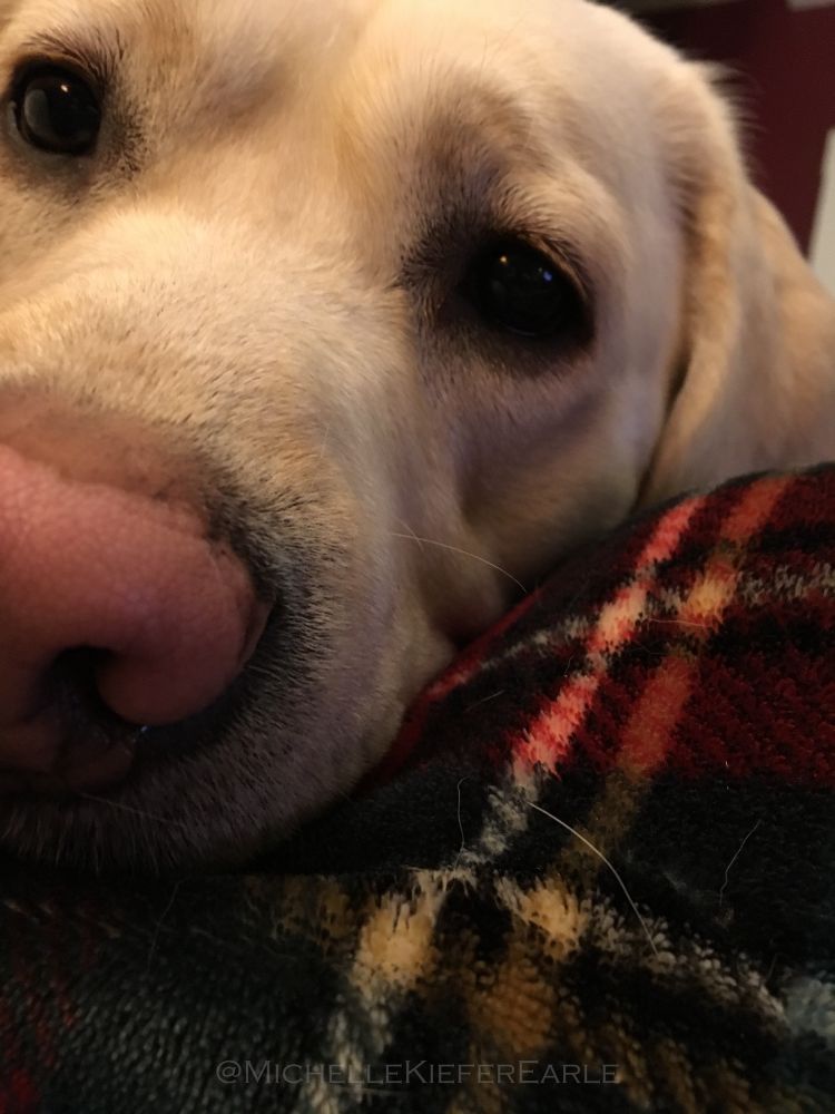 A close photograph of a yellow labrador dog on a fuzzy blanket