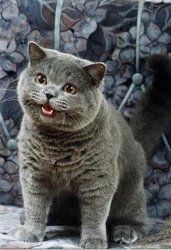 Version des klassischen lolcat-Memes – eine etwas rundliche, graue Katze sitzt auf einem Sofa mit dunkelblauem Blumenmuster, den Kopf leicht geneigt, den Mund geöffnet – ohne Text.