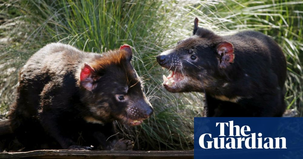 Tasmanian devil facial tumour research challenged: disease may not be declining after all