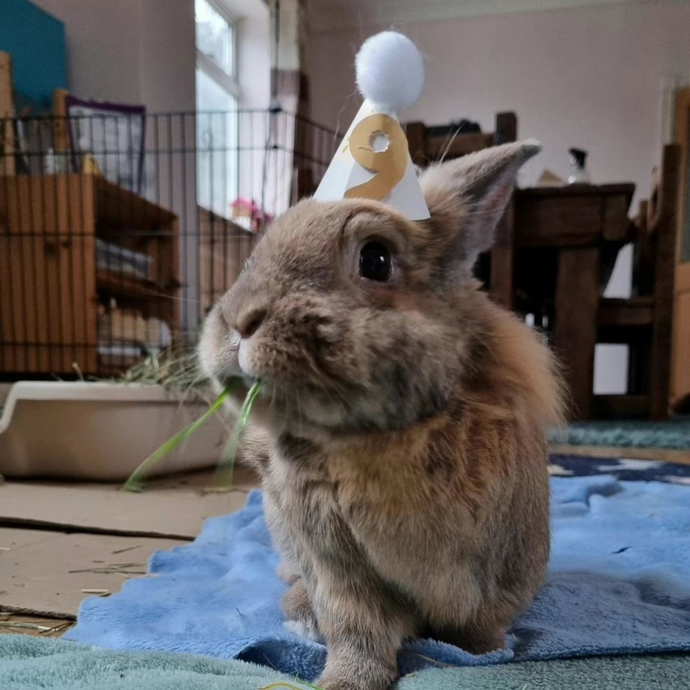 A handsome brown bunny with a birthday hat with a number 9 on it