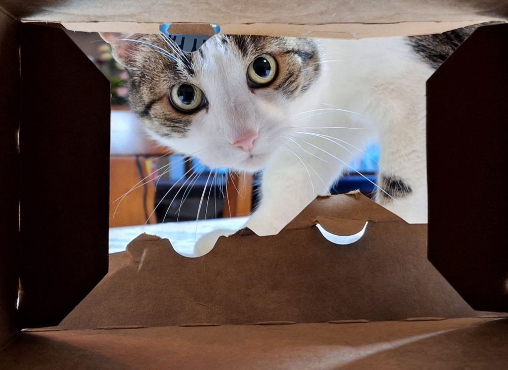 A tuxedo mackerel tabby with a pink nose looking into one end of a box, where the camera is looking at him from the other end