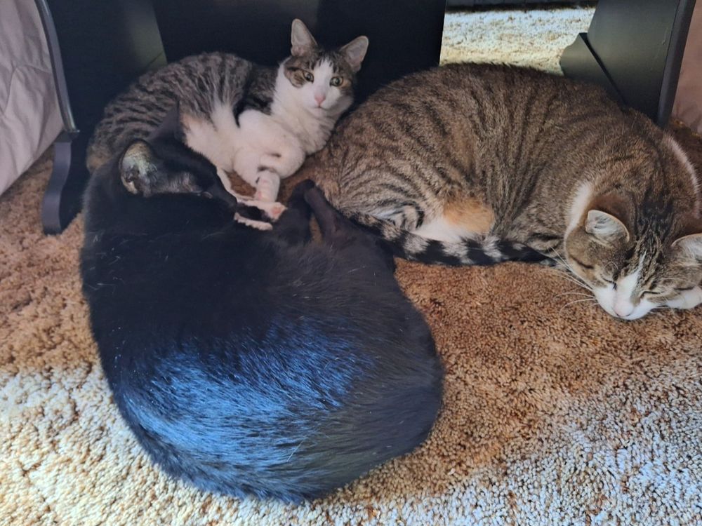 Looking under the kotatsu comforter to see three cats lounging around an under desk heater