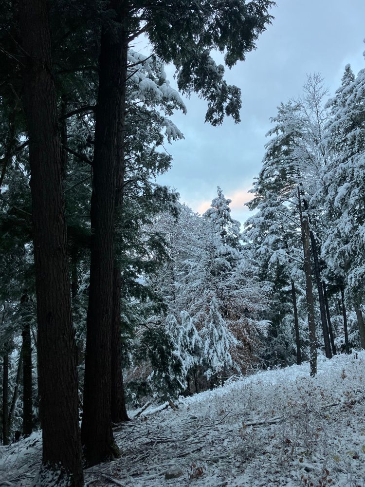 Fresh snow on hemlocks and pines.