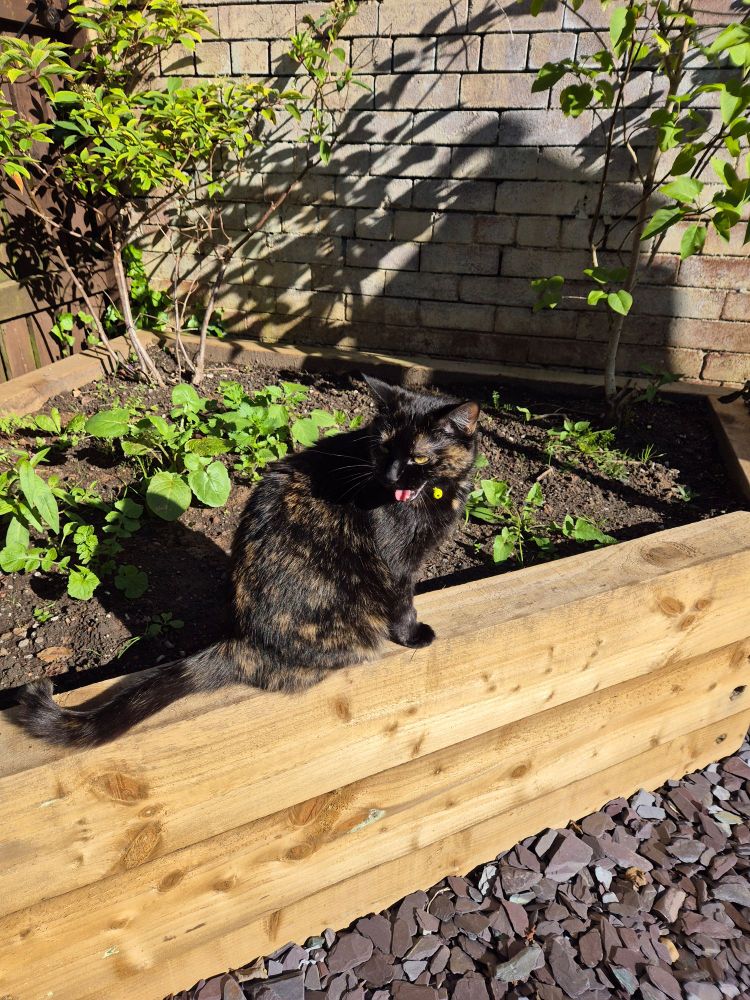 Tortoiseshell cat sat on large planter 