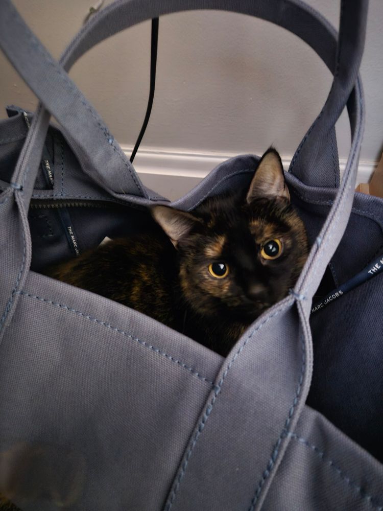 Tortoiseshell cat in Tote bag