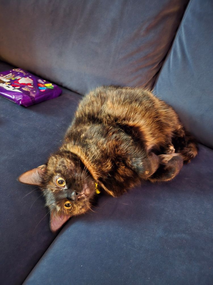 Tortoise shell goofing on couch