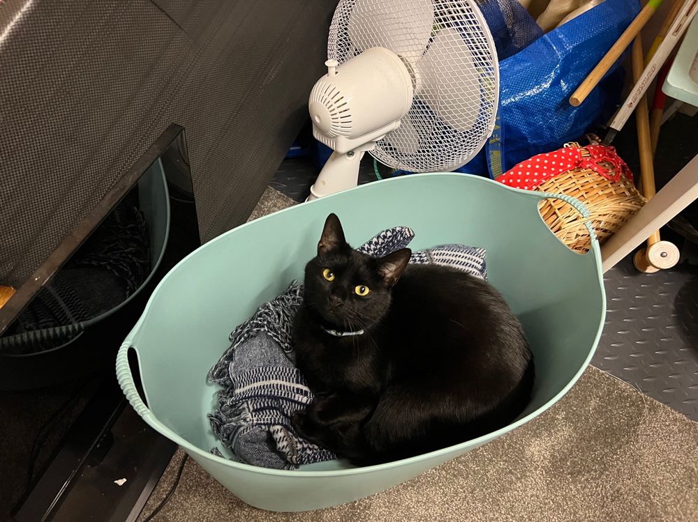 Black cat in basket