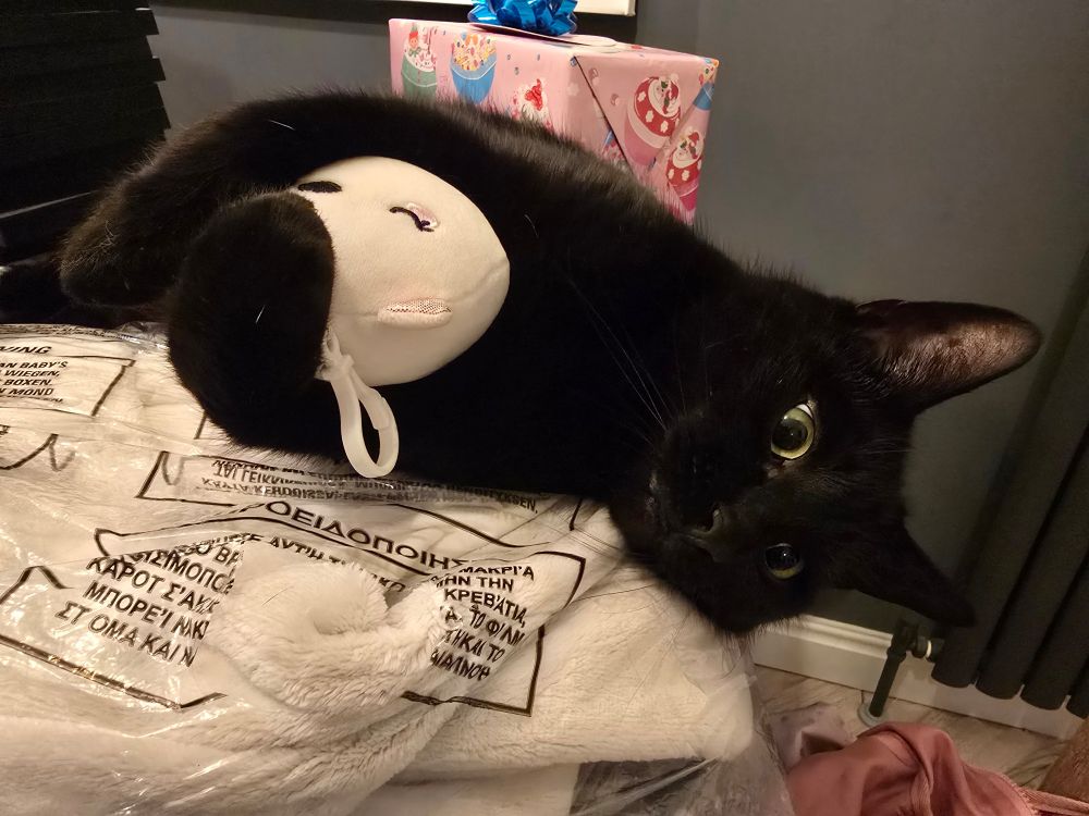 Cat lying on the table holding a plush toy
