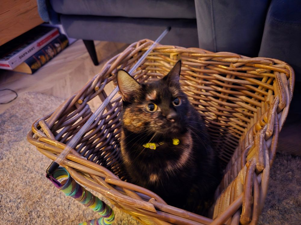 Tortoise shell in a basket 