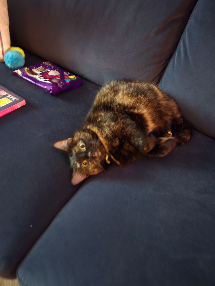 Tortoise shell goofing on couch