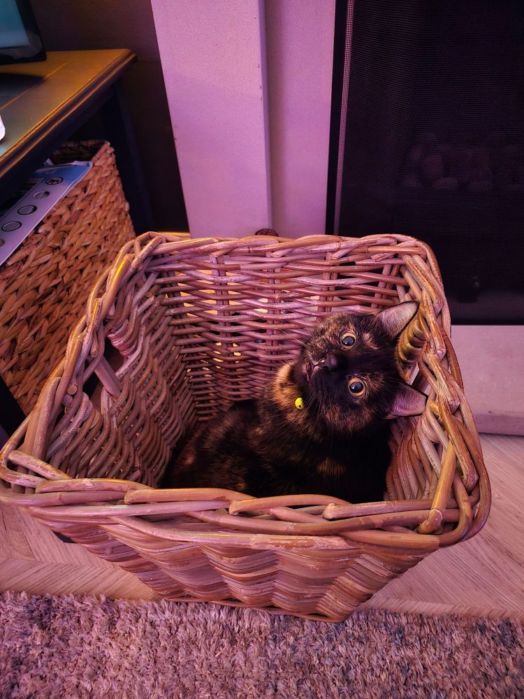 Tortoise shell cat in basket 