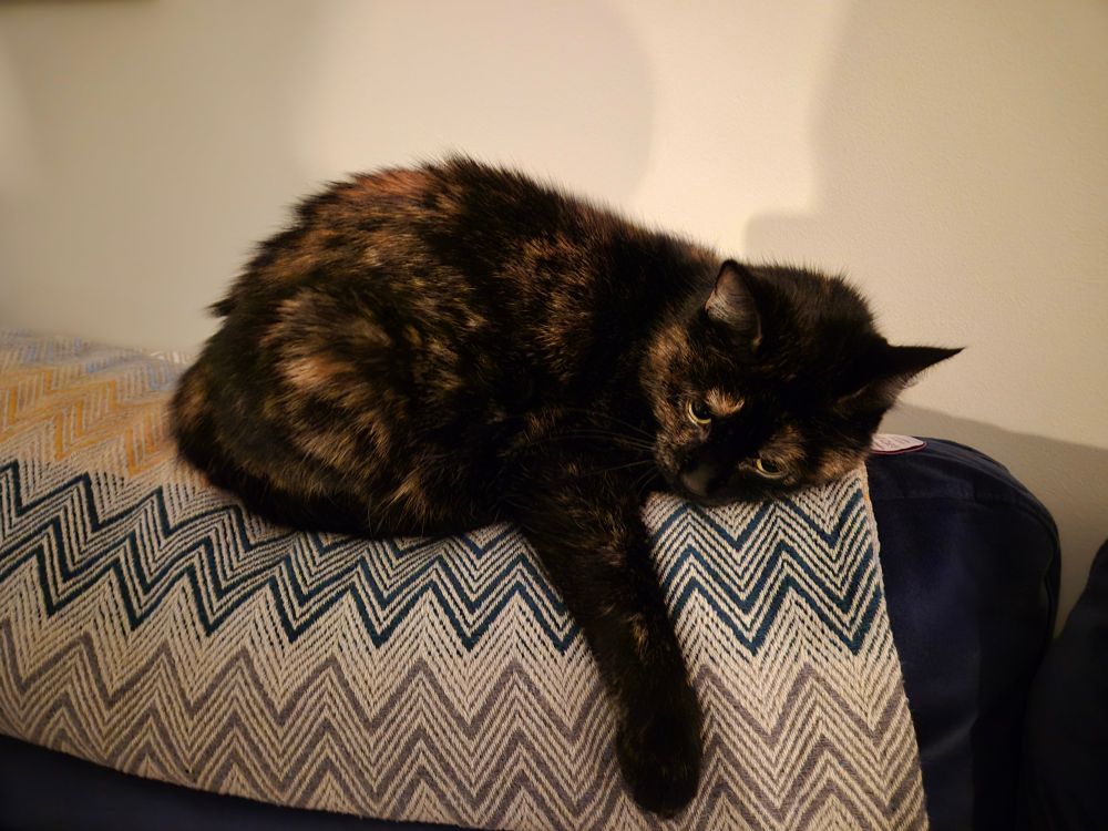 Tortoiseshell cat lying on top of settee 