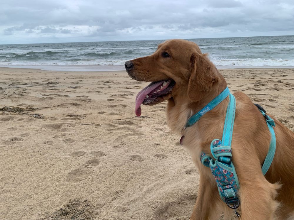 Golden retriever sitting on an ocean beach
