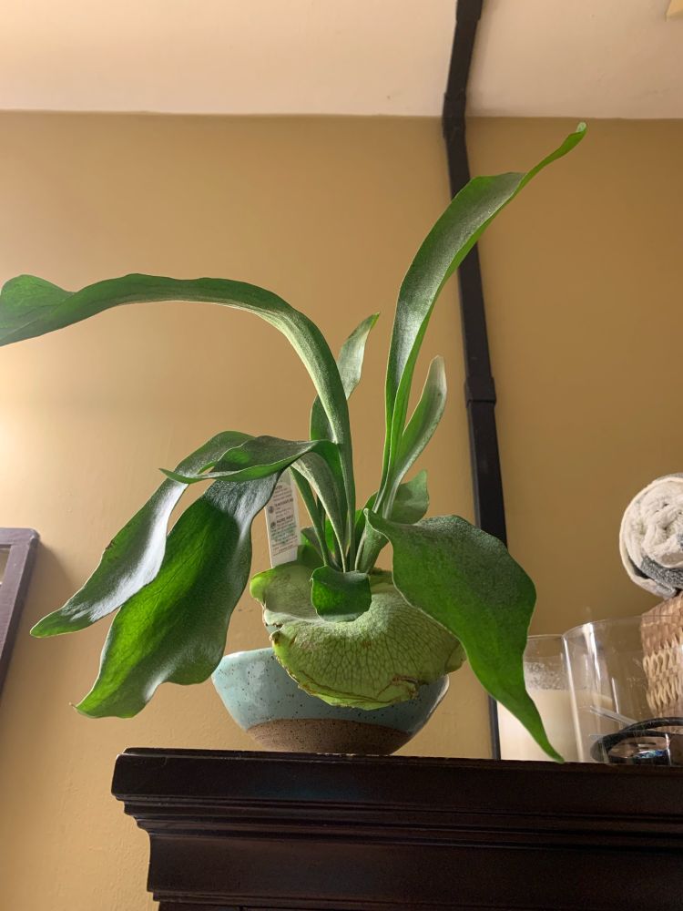 Small staghorn fern sits in an aqua blue ceramic bowl on a shelf. 