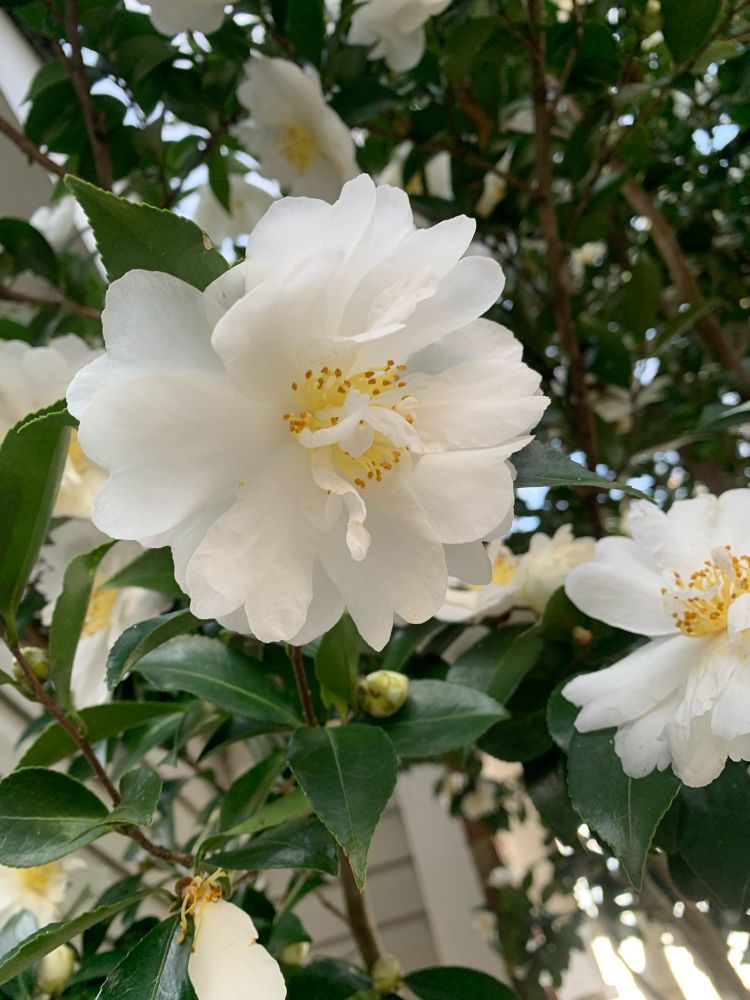 Close up of a white camelia