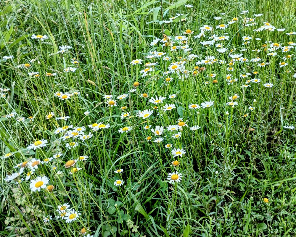 Just like me, wild and beautiful! 
Heh, heh ...