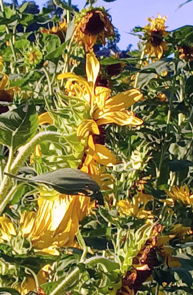 Sunflowers past Glory