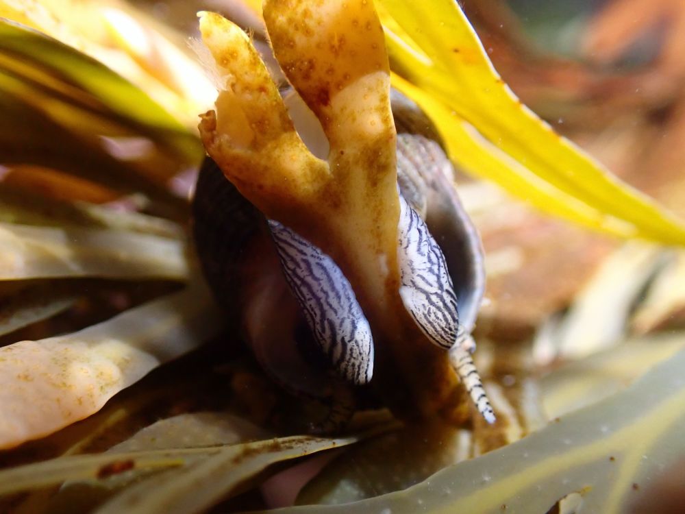 Snail on seaweed 