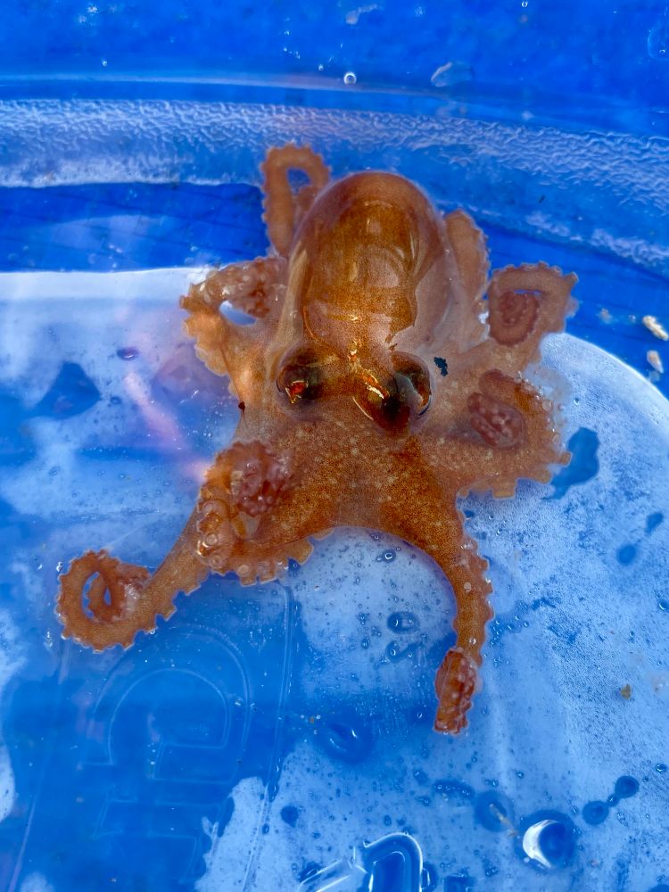 Small octopus 