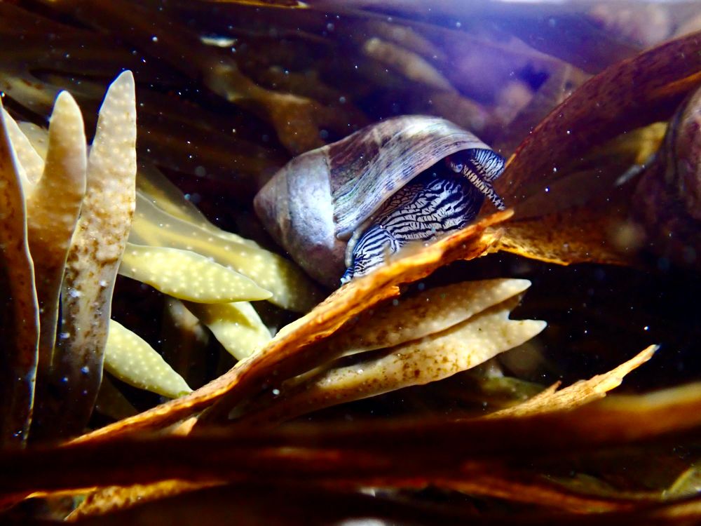 Snail on seaweed 