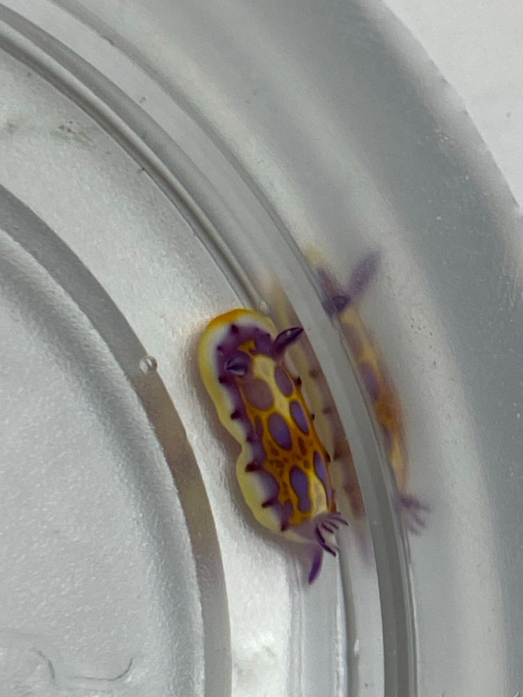 Dorid Nudibranch 